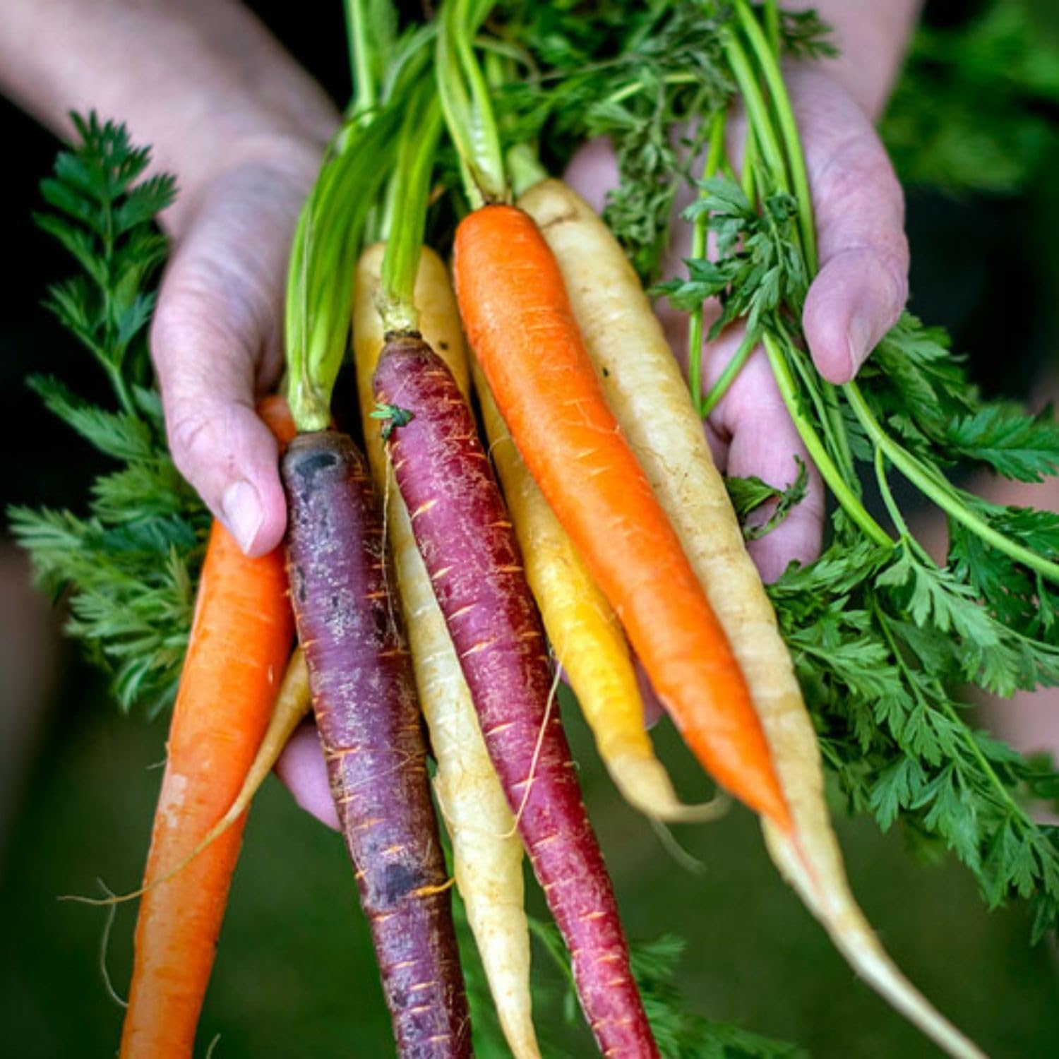 Serenity Kids 6+ Months Certified Organic Baby Food Pouches Veggie Puree - No Sugary Fruits/Added Sugar - 3.5 Oz BPA & Allergen-Free Packaging - Garden Variety Pack - 6 Count Veggie Puree Pouches - Image 7