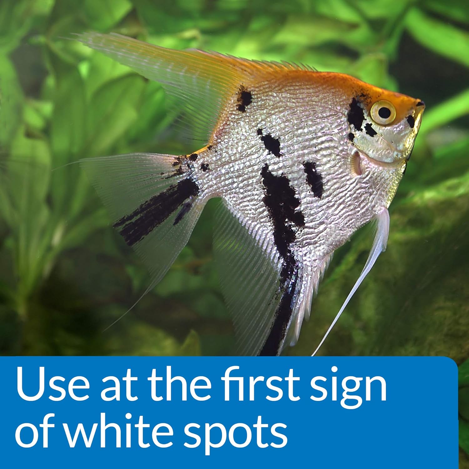 API Liquid Super ICK Cure Freshwater and Saltwater Fish Medication 16-Ounce Bottle - Image 4