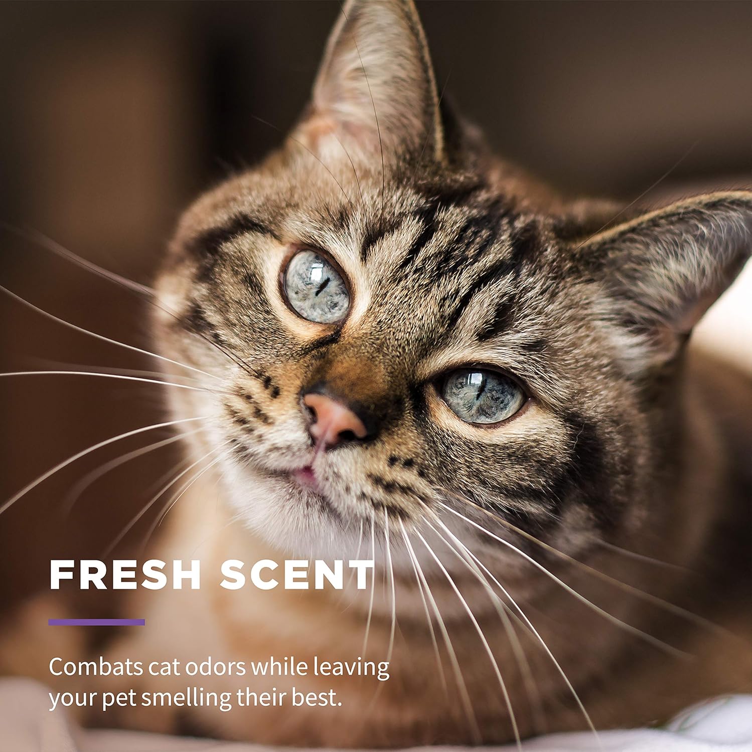 Wet Ones for Pets Cat Cleaning Wipes - Fresh Scent Cat Grooming Wipes with Aloe Vera - Safe Cat Hygiene Supplies - Cat Fur Cleaner - Cat Dander Wipes - Kitten Wipes - Pet Cleaning Supplies - 50 Count - Image 6