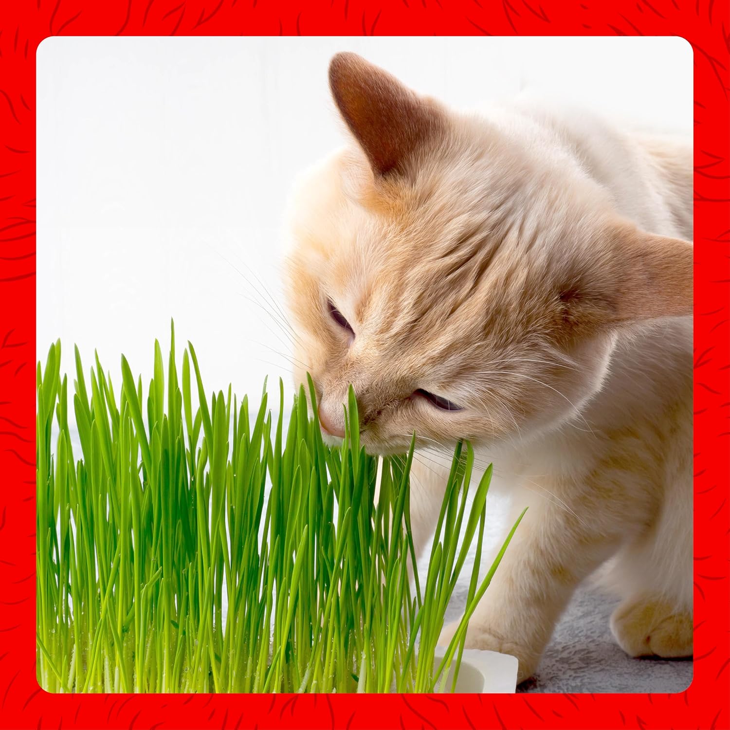Miracle Care Cat-A'bout Cat Grass For Indoor Cats, 5.25 oz, Cat Grass Growing kit for all cats, Cat Grass Growing Kit Includes Potting Mix, Seeds, and Container - Image 6